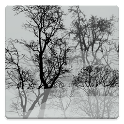 Trees In Fog...