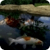 Koi Fishes Swimming In Pond