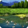 Relaxing Ducks In Pond