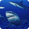 鲨鱼拼图(高清版)