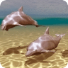 Two Dolphins Into The Sea