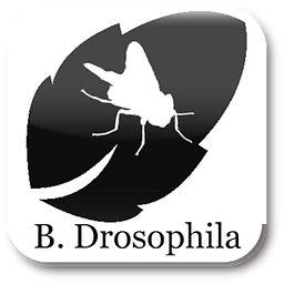 B. Drosophila