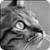 PRETTY CAT FULL HD LWP FREE 1.0