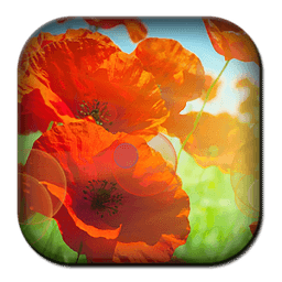 Free Poppies HD Live Wallpaper