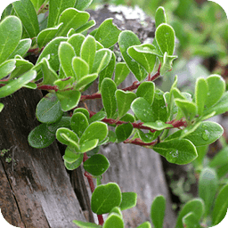 Crop and Medicinal Plants