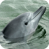 海豚动物动态壁纸