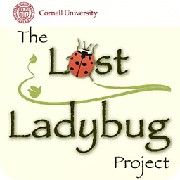 Lost Ladybug