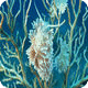 海洋珊瑚动态壁纸