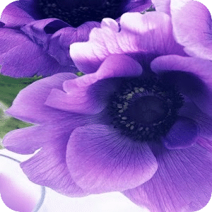 美麗的花卉PIC