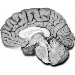 NeuroAnatomía preguntas examen