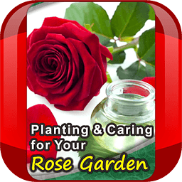 Rose Garden