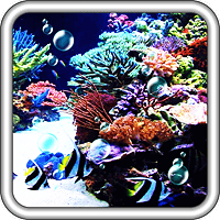 Coral Reef Photo Fishing LWP