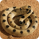 世界上最危险的20种蛇