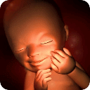 3D胎儿发育过程科学图解