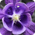 紫色花蕾