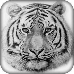 Draw a Tiger