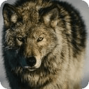 Majestic Wolves Gallery