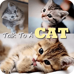 Talk to a Cat