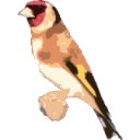 Free Singing goldfinches