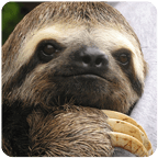 Sloth Sounds