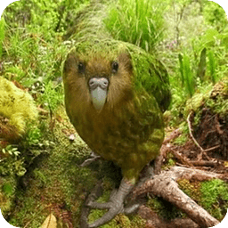 新西兰鸟类的声音