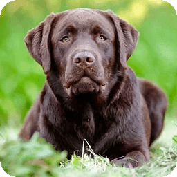 Popular Dogs Ranking(USA...