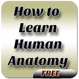 How to Learn Human Anato...