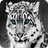 About Snow Leopards And More