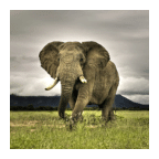 3D elephant HD Live Wallpaper