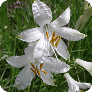 Garden Flowers 1 FREE