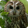 Owl HD Live Wallpaper 