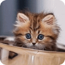 世界上最萌小猫