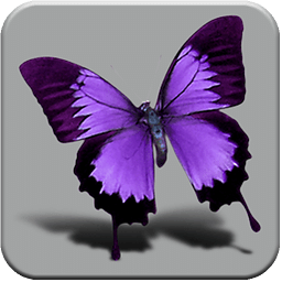 3D Beautiful Butterfly