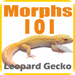 Leopard Gecko Morphs 101