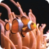 Real clownfish in Aquarium
