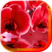 Beautiful Orchids LWP