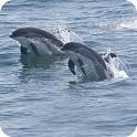 Diving Dolphins Live Wallpaper
