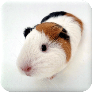 Guinea Pig Manual