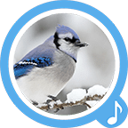 Bird Sounds - Free Ringtones