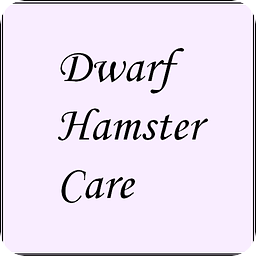 Dwarf Hamster Care