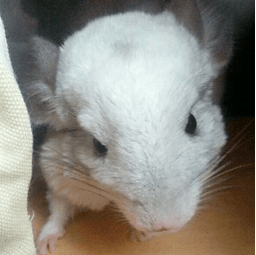 Chinchilla Translator