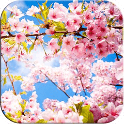 3D Cherry Blossoms