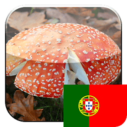 KinoPad葡萄牙的图片搜索