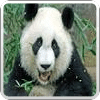 熊猫美壁纸