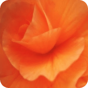 wallpaper orange flower