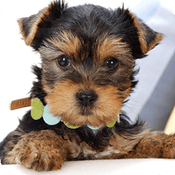 Yorkshire Terrier es