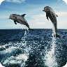 Dolphins HD Jigsaw Puzzles