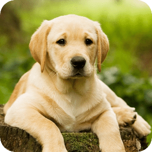 Which Dog Breed fits your Home