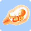 胎儿发育过程图解