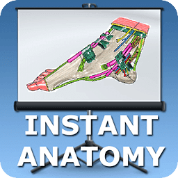 踝关节的解剖结构